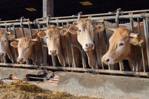 Dermatose bovine : un nouveau cas détecté dans un élevage de l'Ariège (Illustration)