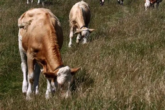 Dermatose nodulaire : «Il faut enfin lancer ce plan de vaccination demandé par tous les syndicats agricoles», plaide Hadrien Clouet