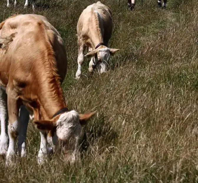 Dermatose nodulaire : «Il faut enfin lancer ce plan de vaccination demandé par tous les syndicats agricoles», plaide Hadrien Clouet