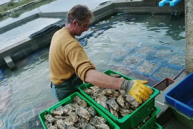 Dans le Sud-Ouest, les forces de l’ordre mobilisées pour protéger les parcs à huîtres