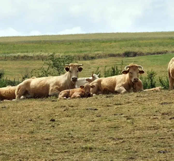 Ariège : des centaines d'agriculteurs restent mobilisés pour empêcher l'abattage de 200 bovins dans une ferme