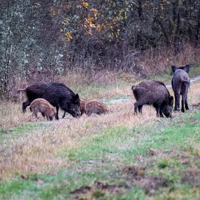 La peste porcine africaine arrive aux portes de la France : faut-il s’inquiéter ?