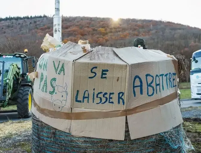 Dermatose nodulaire : les vétérinaires, contraints d’euthanasier les bovins, pris pour cible