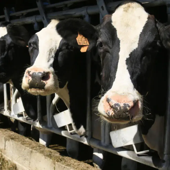 Des vaches peuvent être atteintes de dermatose nodulaire (Illustration)