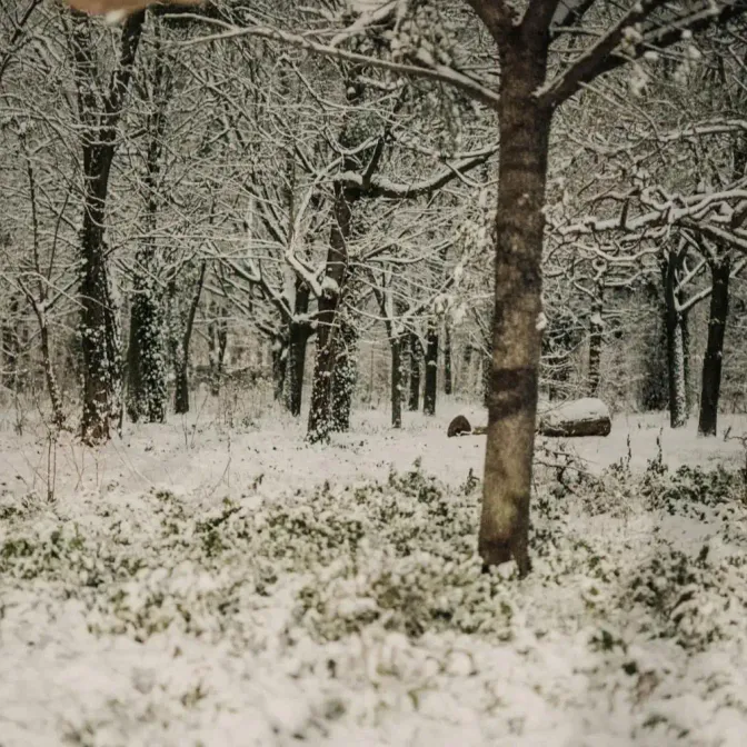 EN DIRECT - Neige et verglas : trois morts dans deux accidents de la route dans les Landes