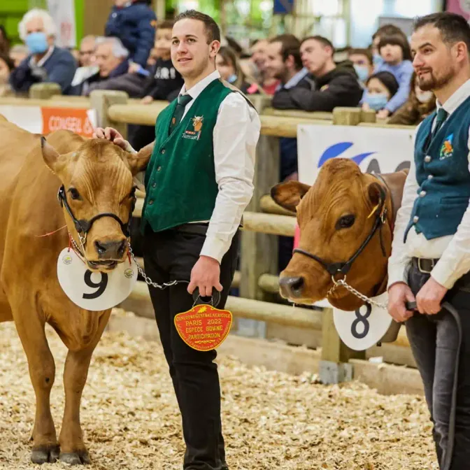 La dermatose nodulaire contagieuse (DNC) est arrivée pour la première fois en France en juin dernier.