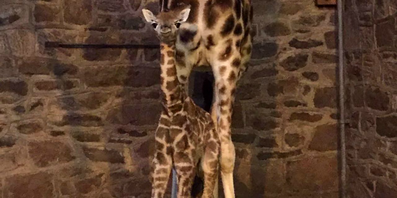 Hunts England Grande Carte De Félicitations Pour Nouveau-né