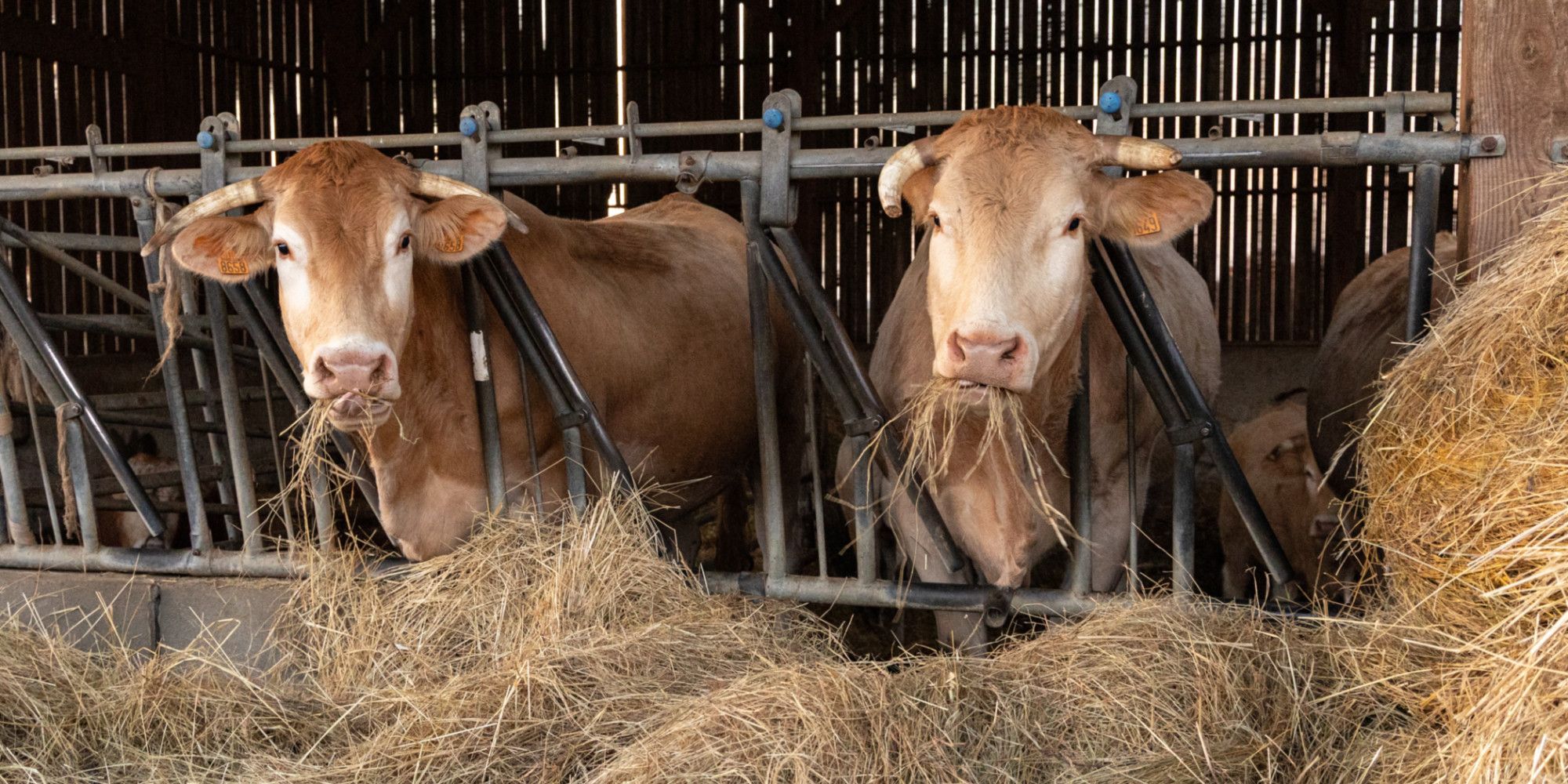 Dermatose bovine : abattre ou vacciner, le dilemme des agriculteurs