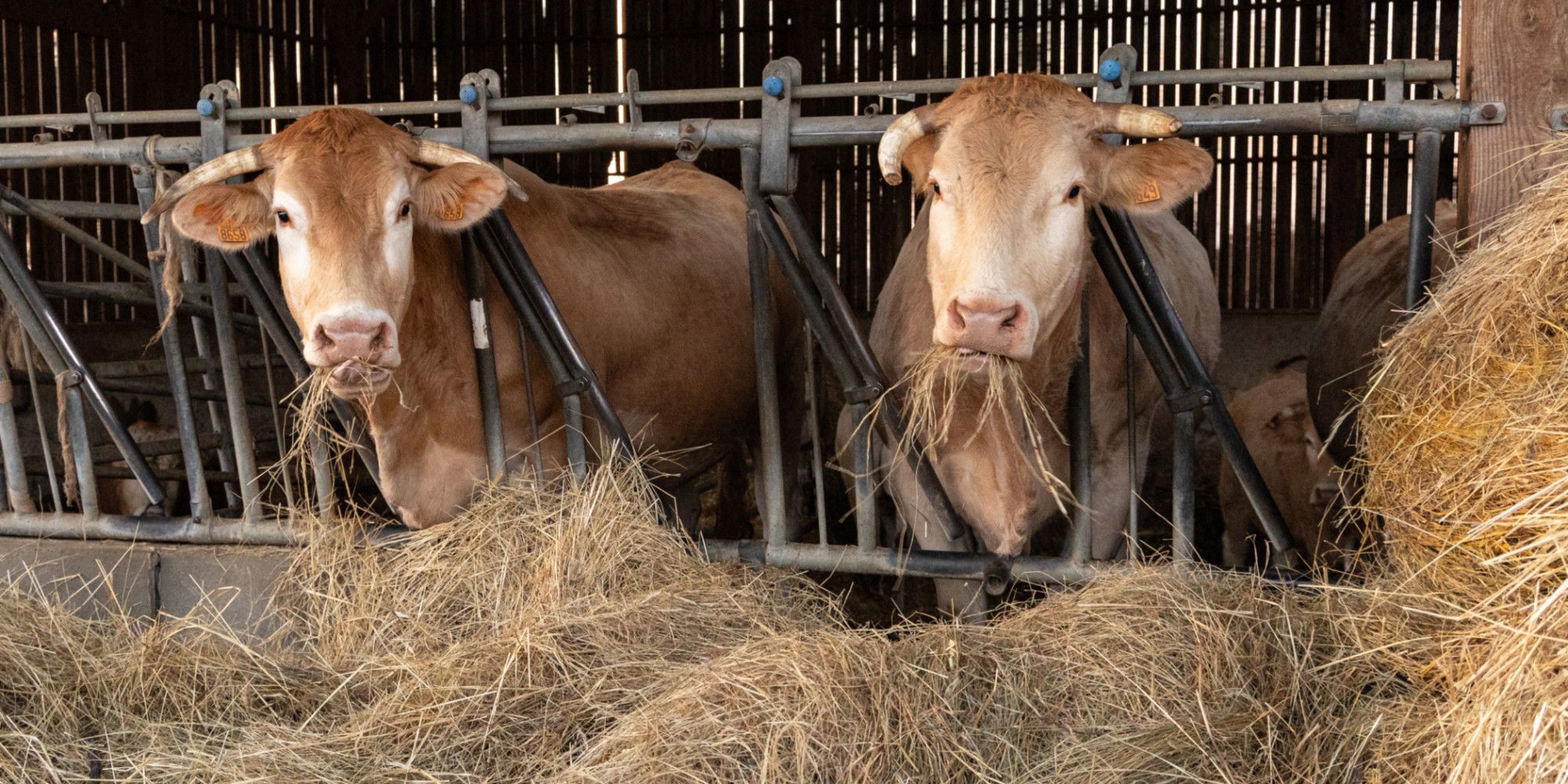 Dermatose nodulaire : le gouvernement étend la zone d’obligation vaccinale