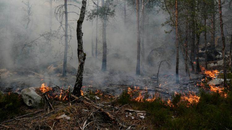 Forêt de Fontainebleau : ce que l'on sait du profil des suspects de l'incendie dévastateur