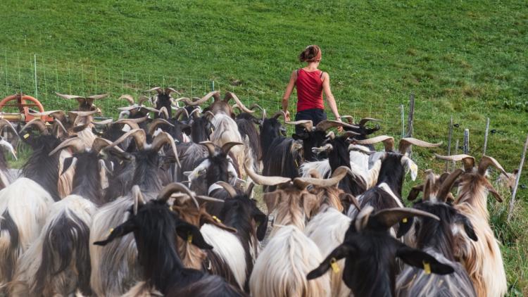 Sécheresse : pour nourrir son troupeau, une éleveuse ouvre une cagnotte et récolte plus de 5.000 euros