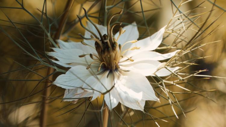 Sarthe : cette fleur, introuvable depuis 150 ans, a finalement été redécouverte