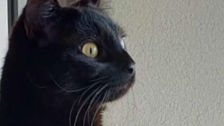 Leur chatte s'échappe sur une aire d'autoroute : une famille sacrifie ses vacances pour la retrouver