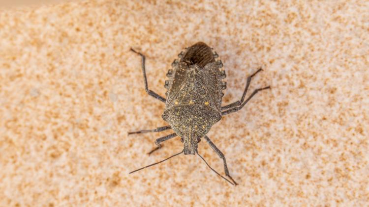 «Il ne vaut mieux pas l'écraser» : attention, cet insecte risque de rentrer chez vous pour se protéger de l'hiver